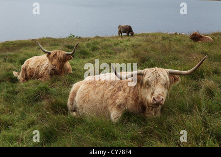 Highland Cattle on the isle of Mull famous Scottish breed, this is ...