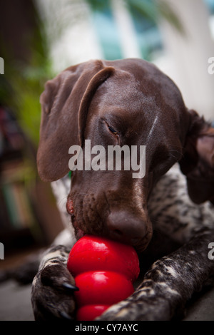 German Shorthaired Pointer Pedigree Dog Stock Photo