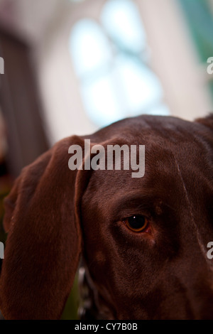 German Shorthaired Pointer Pedigree Dog Stock Photo