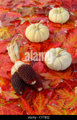 Three Mini Red dry Indian corn cobs with white mini pumpkins on a bed of red maple leaves in Autumn Stock Photo