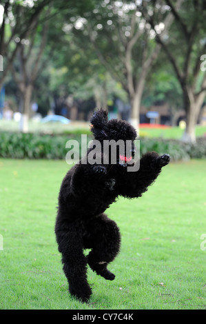 Black poodle standing on the lawn in the sun looking back at camera ...
