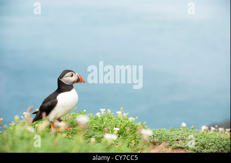 Puffin, Fratercula arctica, on Skomer Island, South Wales Stock Photo