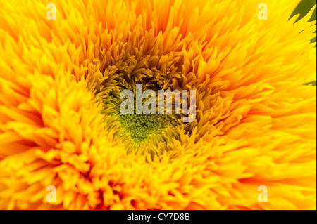 Close up of a Dwarf Sunflower, Helianthus annuus Stock Photo