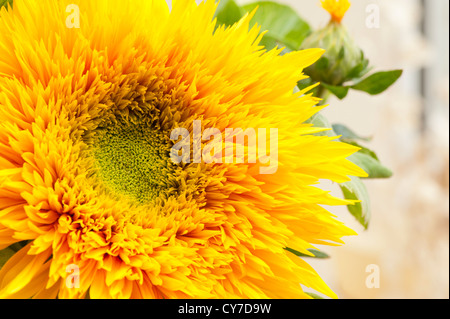 Close up of a Dwarf Sunflower, Helianthus annuus Stock Photo