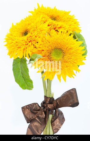 Dwarf Sunflowers, Helianthus annuus Stock Photo