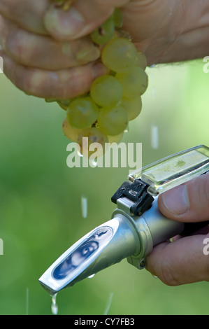 Vintner Measures The Sugar Content of Grapes With A Refractometer Stock Photo