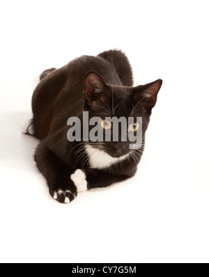 A young black and white cat in a studio on a white background
