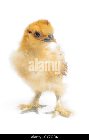 silky chicken on white Stock Photo