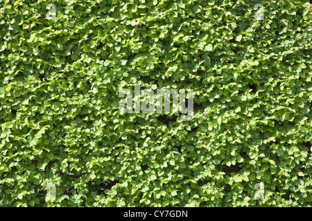 Background and texture of a neatly clipped hedge of English elm coming into leaf in springtime Stock Photo