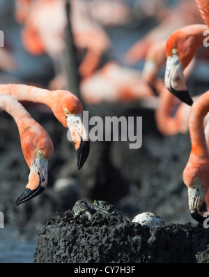 The crab in a nest of a American flamingo steals egg. Stock Photo