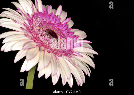 White and pink gerbera flower close up on a black background Stock Photo