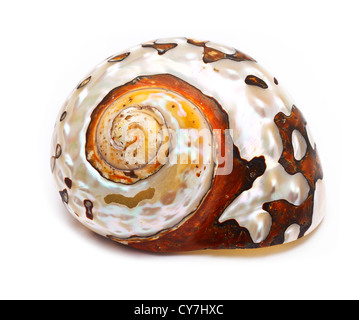 Tan Radial Seashell Isolated on White Background Stock Photo - Alamy