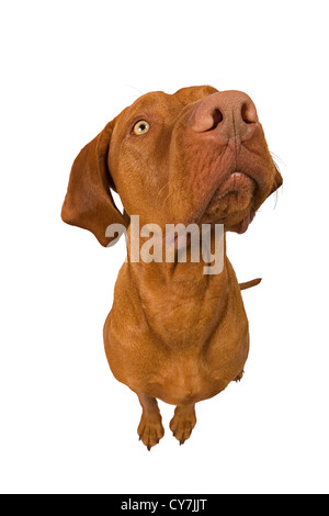 wide angle studio dog portrait Stock Photo