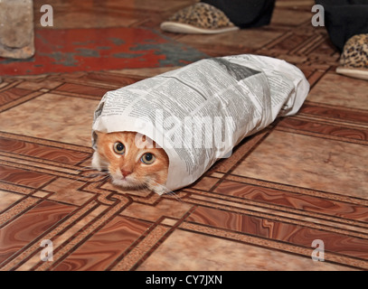 redhead kitty enfolded in newspaper Stock Photo