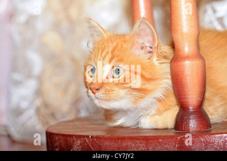 redhead kitty Stock Photo