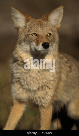 A Coyote pauses to listen during a hunting foray Stock Photo