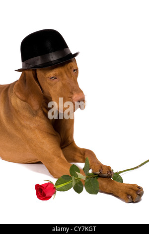 dog wearing a hat and holding a rose between paws Stock Photo