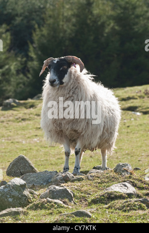 Scottish Blackface sheep. Scotland Stock Photo