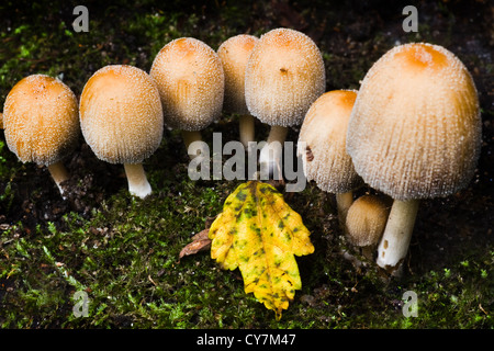 Small group of mushrooms in autumn growing under tree Stock Photo