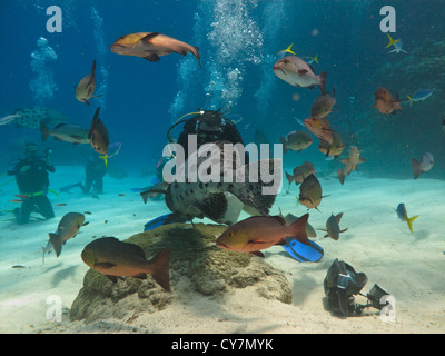 Giant Potato Cod (Epinephelus tukula) surrounded by other fish and divers on the sea bottom Great Barrier Reef Australia Stock Photo