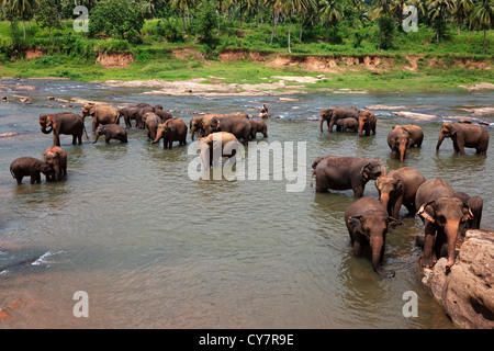 Elephants from Pinnawalla Elephant Orphanage, Sri Lanka, being washed and refreshed in the river Stock Photo