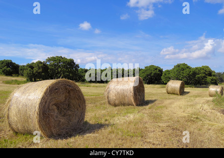 Freshly cut field with hay bails Stock Photo