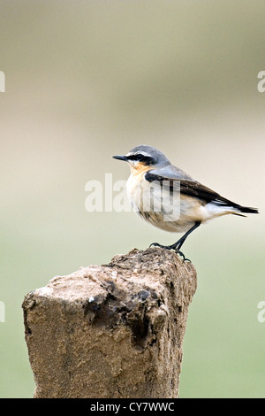 Northern wheatear (Oenanthe oenanthe) Stock Photo