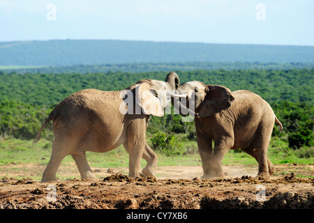 Two male African elephants fighting in Addo Elephant National Park, Eastern Cape, South Africa Stock Photo