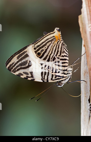 An adult Dirce Beauty butterfly Stock Photo