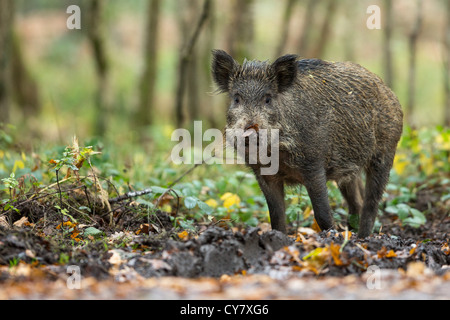 Portrait of a Wild Boar (Sus Scrofa) in autumn wood among the undergrowth in the Forest of Dean, Gloucestershire, UK Stock Photo