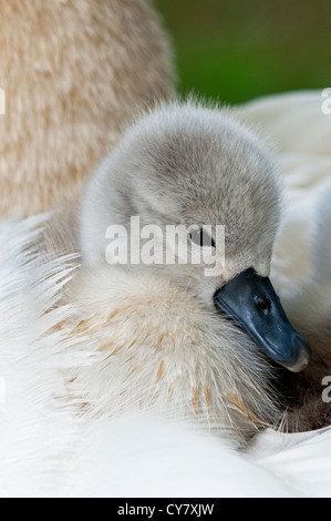 A Mute Swan cygnet Stock Photo