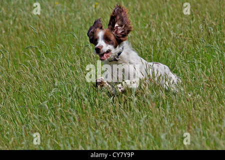 English Springer Spaniel dog running through meadow. Stock Photo