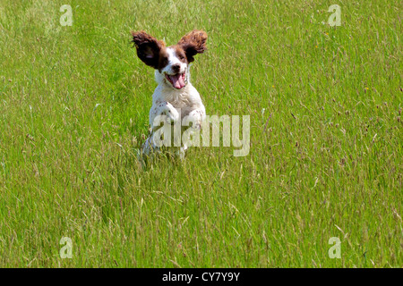 English Springer Spaniel dog running through meadow. Stock Photo