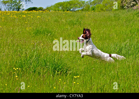 English Springer Spaniel dog running through meadow. Stock Photo