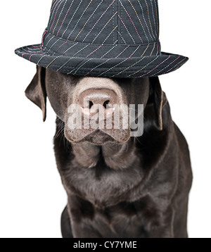 Chocolate Labrador with Hat Covering Eyes Stock Photo