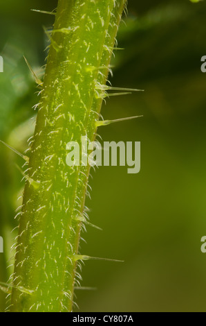 Cause of nettle rash common stinging nettles in close up detail Stock ...