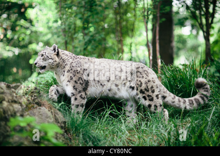 Snow leopard in Central Park Zoo, New York Stock Photo