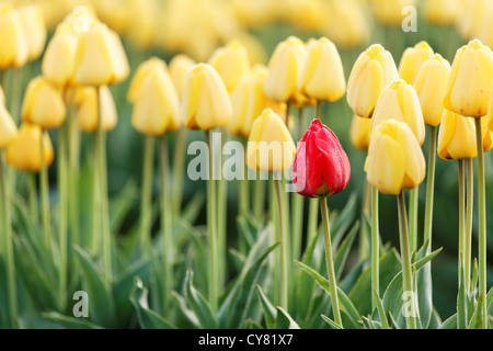 A single red tulip amongst a field of yellow tulips, Mount Vernon, Skagit Valley, Skagit County, Washington, USA Stock Photo