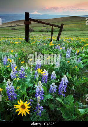 Balsamroot and lupine blooming in spring, Columbia Hills State Park, Klickitat County, Washington, USA Stock Photo