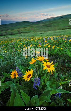 Balsamroot and lupine blooming in spring, Columbia Hills State Park, Klickitat County, Washington, USA Stock Photo
