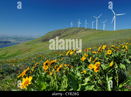 Balsamroot and wind turbines at Windy Flats wind farm, Haystack Butte, Columbia Hills, Goldendale, Klickitat County, Washington Stock Photo
