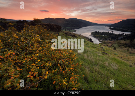 Sun rises over the Columbia River and Oregon Grape on the Rowena Plateau, Tom McCall Wildflower Preserve, Rowena, Oregon, USA Stock Photo