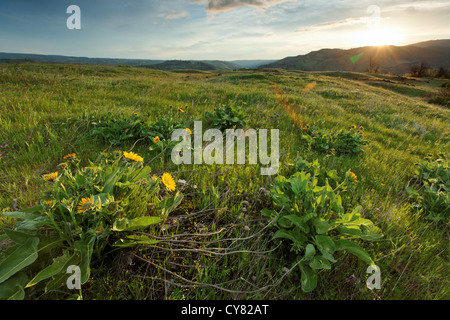 Sun rises over wildflowers on the Rowena Plateau, Tom McCall Wildflower Preserve, Rowena, Oregon, USA Stock Photo