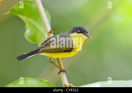 common tody flycatcher (Todirostrum cinereum) adult perched on twig with spiders web in its beak, Costa Rica, central America Stock Photo