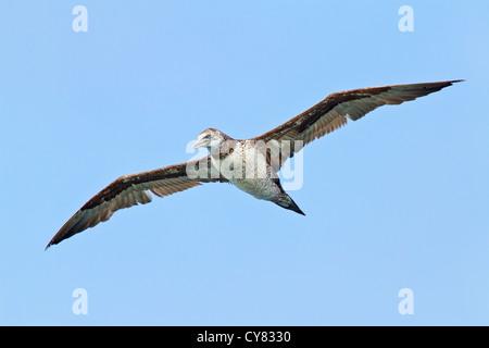 northern gannet (Morus bassanus) single juvenile in flight against blue sky, Scotland, United Kingdom, Europe Stock Photo