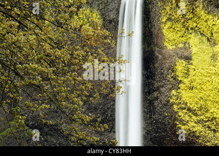 Latourell Falls, Columbia River Gorge National Scenic Area, Oregon, USA Stock Photo