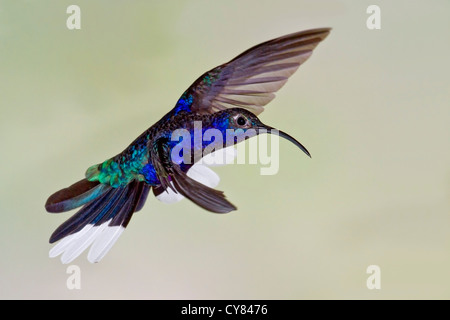 violet sabrewing (Campylopterus hemileucurus) hummingbird, adult male in flight, Costa Rica, central America