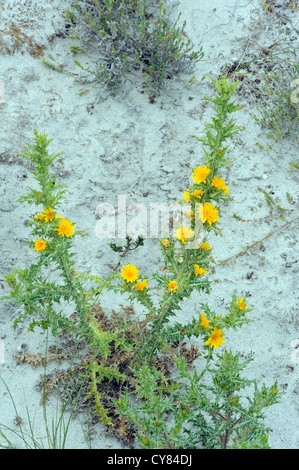 Spanish Oyster Plant (Scolymus hispanicus) grows in dunes behind  a sandy beach. Cape Finisterre, Cabo Fisterra, Galicia, Spain. Stock Photo