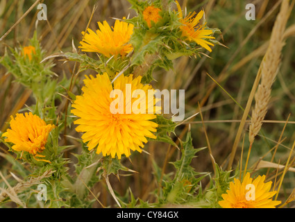 Yellow flowers of Spanish Oyster Plant (Scolymus hispanicus), common golden thistle or Spanish oyster thistle) growing  on a sandy beach. Cape Finiste Stock Photo