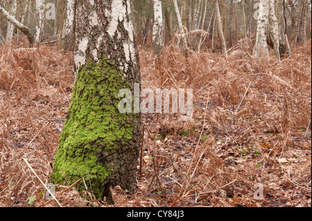 Eurhynchium praelongum colonization of mature birch tree sapling in woodland by common moss bracken undergrowth Stock Photo